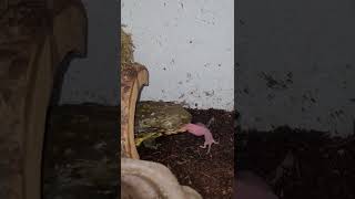 Pixie Frog Swallows a Live Pink Mouse / Warning Live Feeding