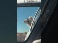 Perro con lentes, gigante de los Pirineos perro contento