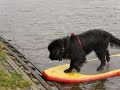 Newfoundland dog water rescue training Newfoundland dog water rescue training