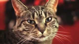 смотреть видео приколы смешная кошка cats смотреть видео приколы смешная кошка cats