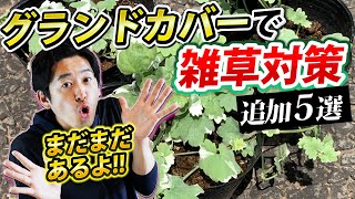 【雑草と戦うグランドカバー②】コスパ最強雑草対策追加5選