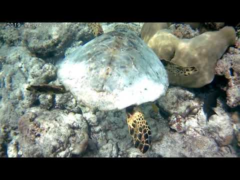 Vídeo: Estagiário De Tartaruga De Resort Nas Maldivas