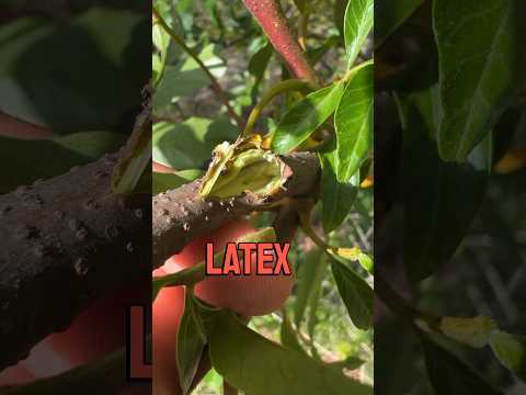 Video: Tipuri obișnuite de arbori de sumac - Sfaturi pentru cultivarea sumacului în peisaj