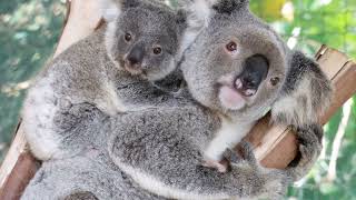 A rescued koala mum and her baby joey at our Koala Hospital and Care Centre