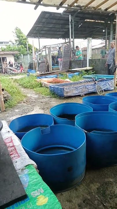 pasar ikan banjarnegara#ikan#pasar#banjarnegara