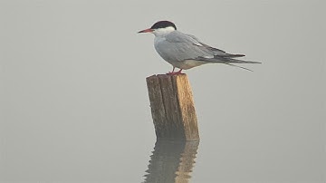 Digiscoping nature maj 4k