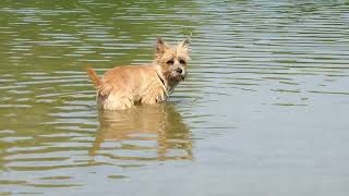 Cairn Terrier Rocky