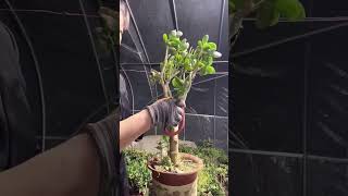 Large Jade Plant Pruning Process #shorts