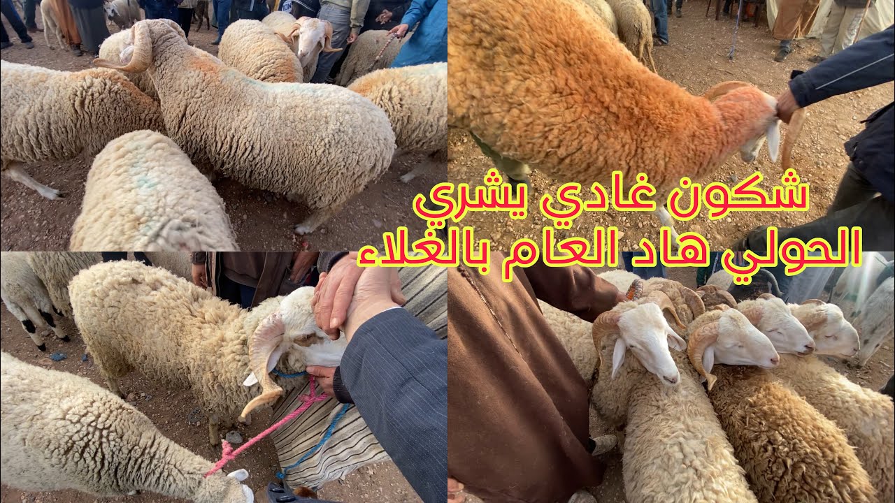 أسعار خيالية الاسبوعي سيدي يحيى وجدة مع اسعار المواشي و المعز  19 أبريل 2024