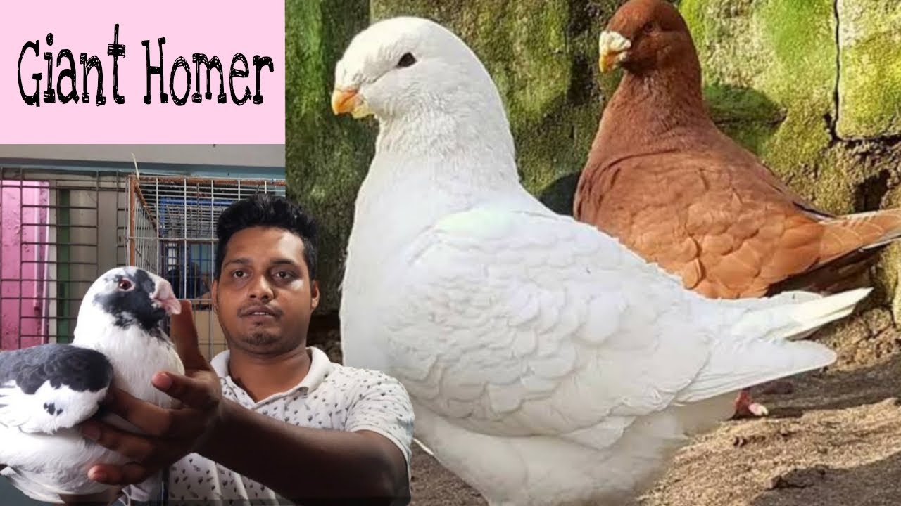 Giant Homer Pigeon For Sell in Bangladesh
