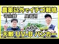 【農家】農薬だけに頼らないイチゴ栽培！ハダニのカブリダニ, アブラムシのアブラバチとバンカープランツ, うどんこ病のUV-Bとタイベック, 農薬兼展着剤フーモン