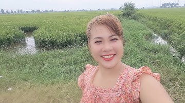 Bẫy Cá 12 Cửa Ngục Trúng nhiều cua Đồng Cá Ngon |Cẩm Tiên Vlog