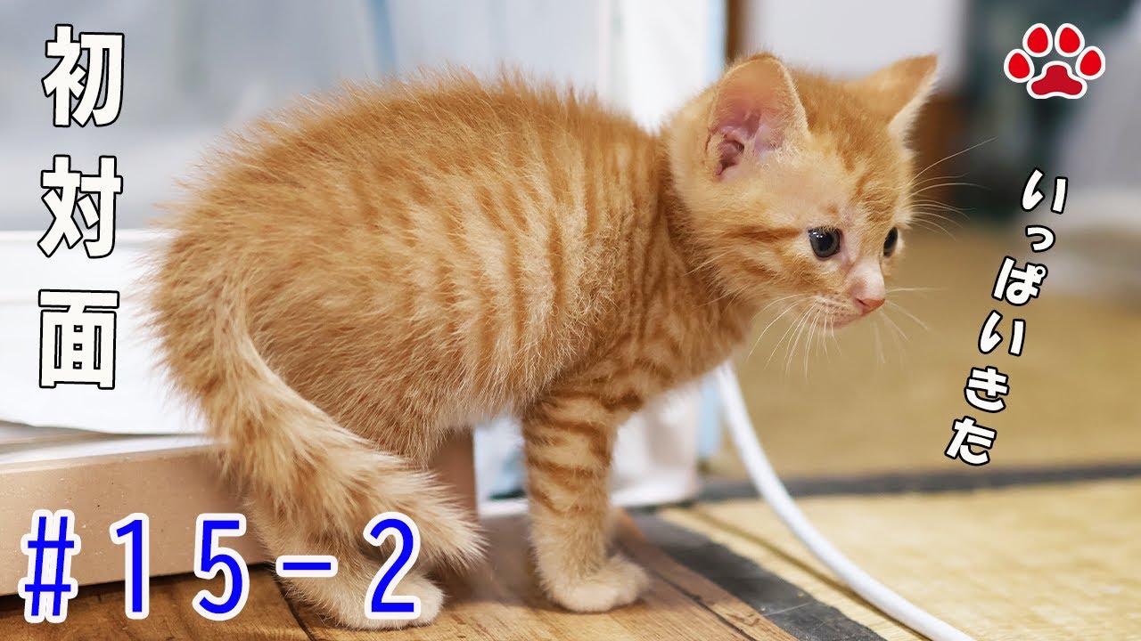 先輩猫が続々来訪。虎視眈々と“別の狙い”を持つ猫がいた【瀬戸の3兄弟日記】