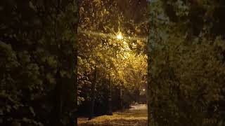 САНКТ-ПЕТЕРБУРГ КРЕСТОВСКИЙ ОСТРОВ -ОСЕНЬ..☕️