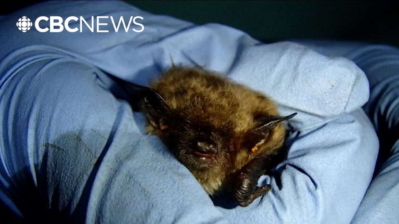 Experts urge caution, awareness around bats after boy's rabies death