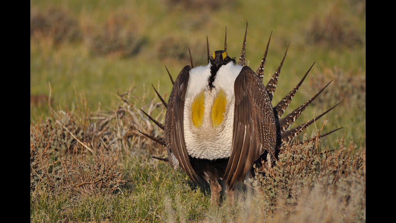 u.s. virgin islands Sage Grouse Fence Tagging