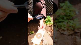 Primitive Survival Skill: Starting a Fire with a Magnifying Glass  #survivalskills  #primitiveskills