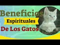 Beneficios Espirituales De Los Gatos (Sobre Los Beneficios de tener un Gato)