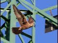 The Saker Falcon – A Precious Gem of the Lowlands