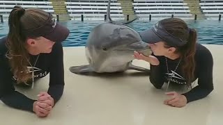 Dolphin Kisses Trainers