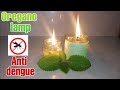 Oregano oil or Oregano Lamp kontra dengue | Anti Dengue