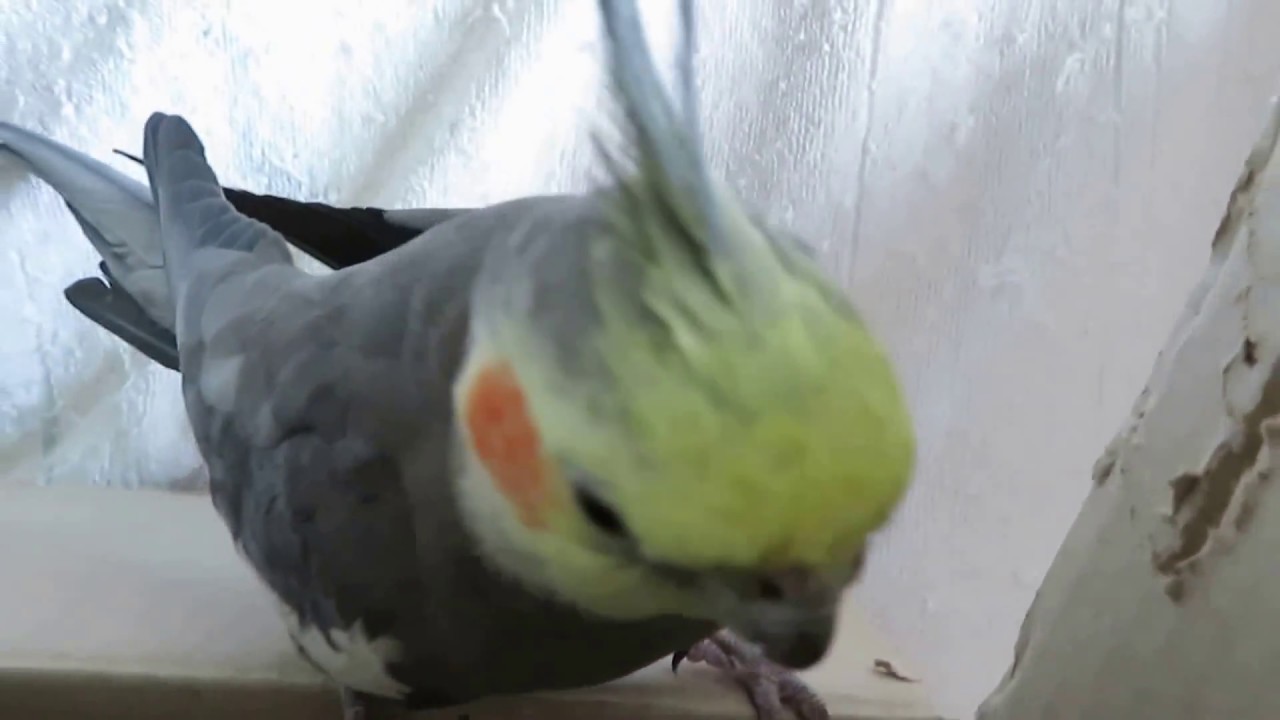 オカメインコの ダンボール破壊チーム Youtube