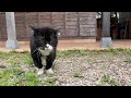 猫の誕生月なのでサプライズプレゼントをしてみた