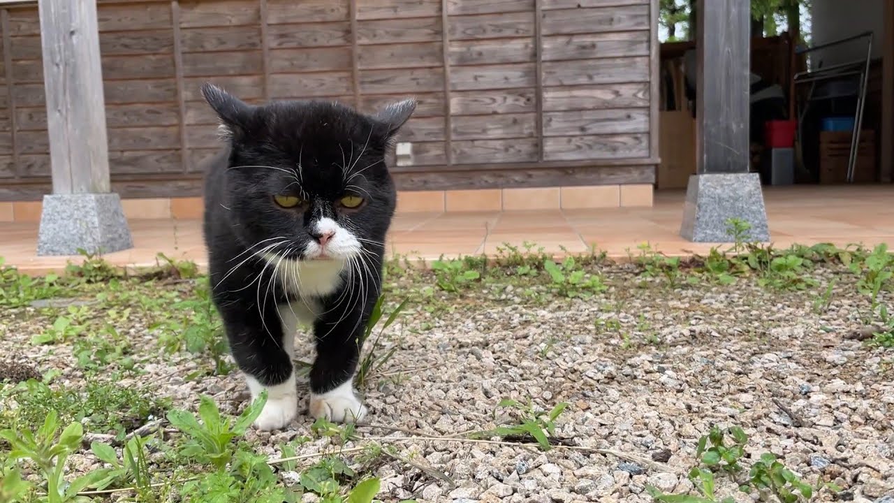 猫の誕生月なのでサプライズプレゼントをしてみた