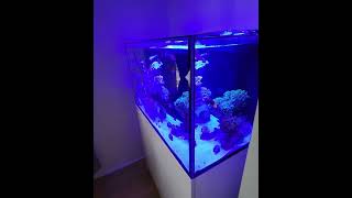 Red Sea Reefer G2 250  New Aquarium [ WALK THROUGH ] Esp 1.