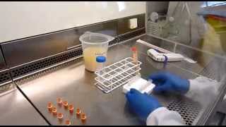 Anti CD3 Training Video 2