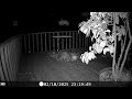 Archive Files of Deck Trail Camera Compilation 20260601 R