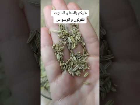 عليكم بالسنا و السنوت السنا السنوت عشبة السنامكي وصفات طبيعية فوائد وصفات سهلة