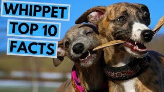 Whippet  TOP 10 Interesting Facts