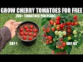 How To Grow Tomatoes | Cherry Tomatoes