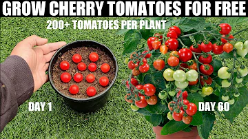 Jak docílit rychlejšího růstu cherry rajčat?