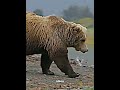 Grizzly Bear Vs Silverback Gorilla