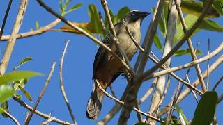 Greyish Saltator