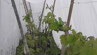Мой виноградник под агроволокном. 04.05.2019г.