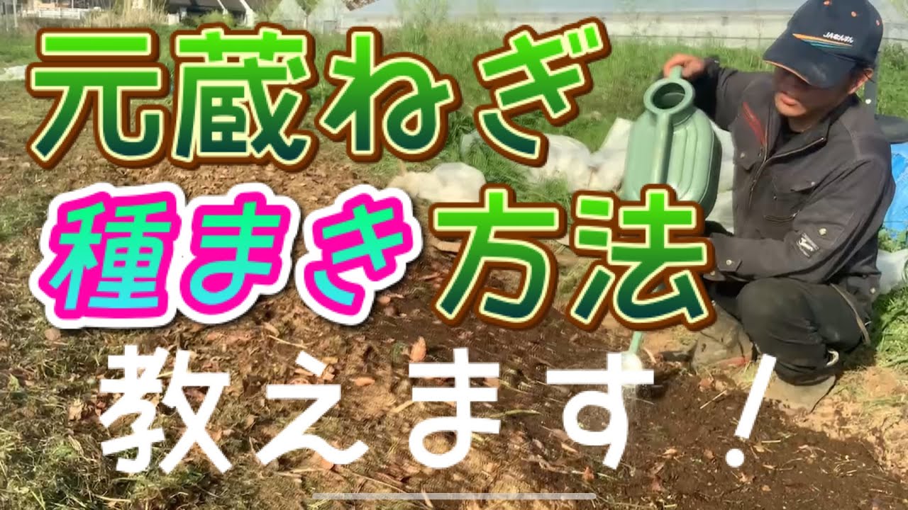 自然農！元蔵ねぎの種まき方法を教えます！ - YouTube