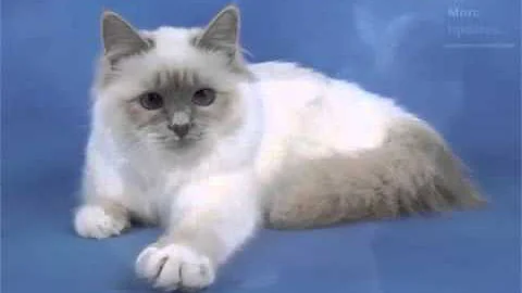 Watch the video about Birman Seal Point - Cat Pictures