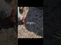 #amor #shorts #fyd #shortvideo #amorpropio#trend #trending #viral #humor #fypシ #fyp #yourubeshorts
