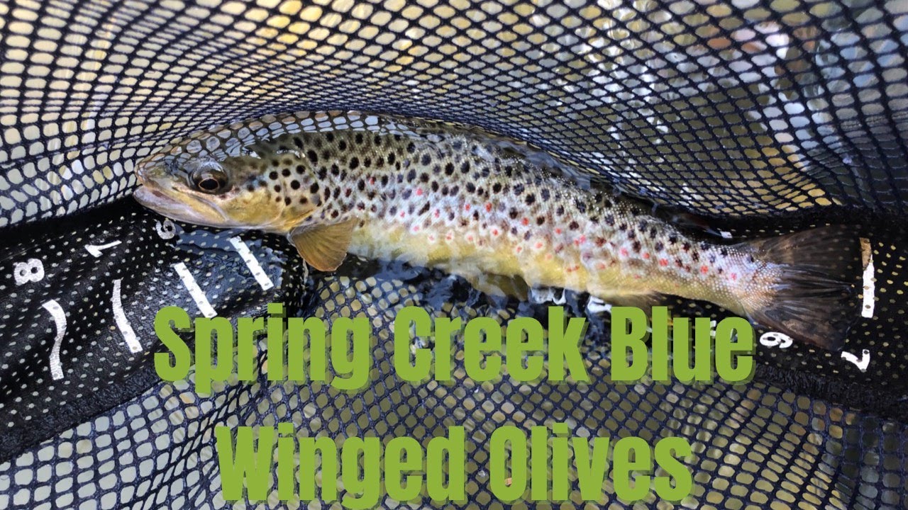 Spring Creek Blue Winged Olive Hatch During The Opening Day Cold Front