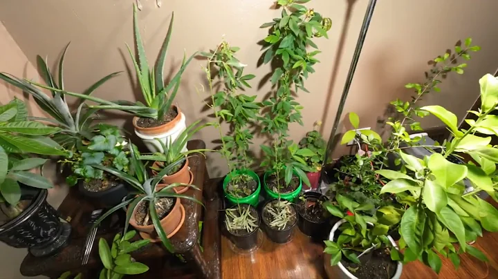 Cajanus Cajan, Pigeon Peas Growing Indoors Zone 5