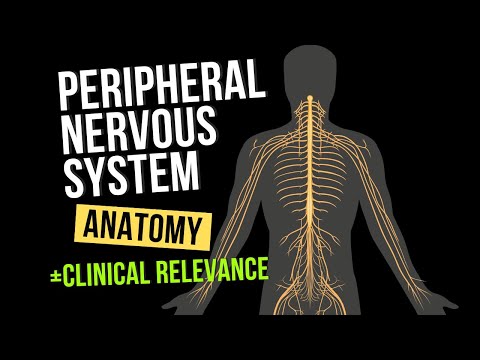 What is the PNS? (Classification, Spinal Nerve, Posterior Branch)