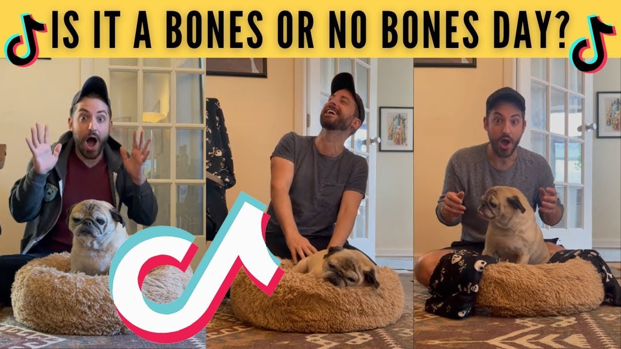 TikTok Pug Noodle It is a bones or no bones day TikTok Compilation