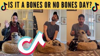 TikTok Pug Noodle: It is a bones or no bones day | TikTok Compilation