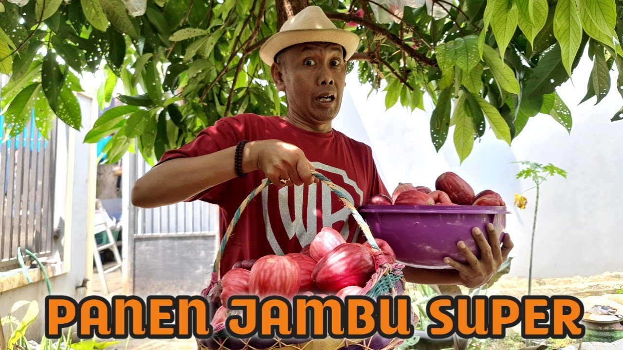 NGERUJAK JAMBU JAMAIKA