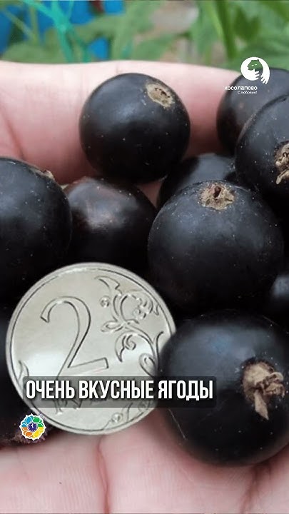 Вкусный крупный сорт Черной СМОРОДИНЫ - YouTube