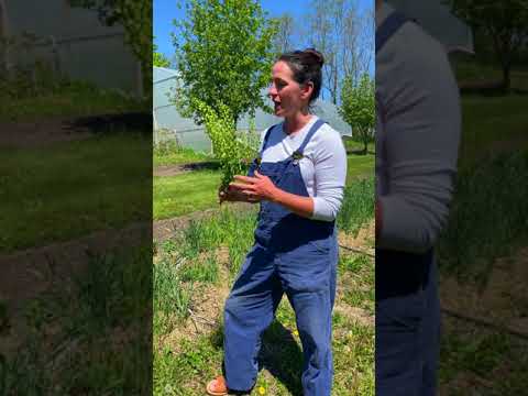 Video: Thlaspi haisurohi taimed – näpunäiteid haisutõrjeks aias