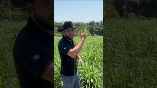 112 NOVILHAS. 10 HECTARES. O DESAFIO AUMENTOU.